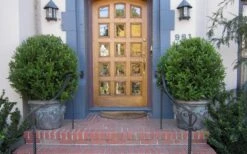 Wintergreen Boxwood - 6 Pack Of 1 Gallon Pots 12 Wintergreen Boxwood - 6 Pack Of 1 Gallon Pots -Garden Plant Seeds Boxwood Wintergreen 12