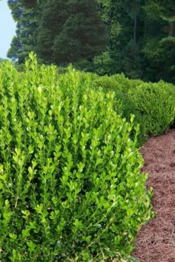 Wintergreen Boxwood - 3 Gallon Pot -Garden Plant Seeds Boxwood Wintergreen 500x750 2
