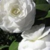 Alba Plena Camellia Japonica - 7 Gallon Pot (3-4') -Garden Plant Seeds Camellia Alba Plena 500x750 1