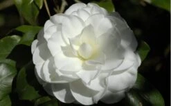 Alba Plena Camellia Japonica - 7 Gallon Pot (3-4') 10 Alba Plena Camellia Japonica - 7 Gallon Pot (3-4') -Garden Plant Seeds Camellia Alba Plena Flower Closeup 2