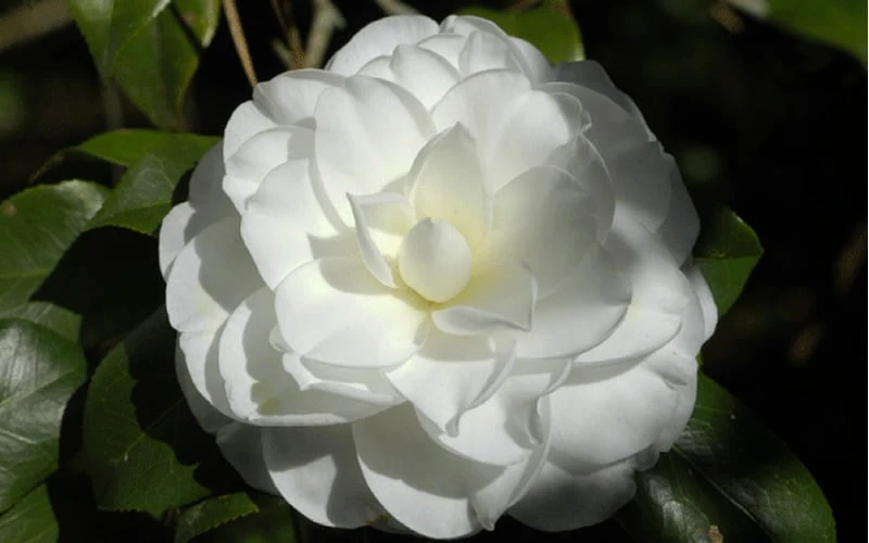 Alba Plena Camellia Japonica - 7 Gallon Pot (3-4') 6 Alba Plena Camellia Japonica - 7 Gallon Pot (3-4') - Image 4