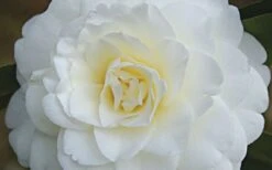 Alba Plena Camellia Japonica - 7 Gallon Pot (3-4') 11 Alba Plena Camellia Japonica - 7 Gallon Pot (3-4') -Garden Plant Seeds Camellia Alba Plena Flower Closeup