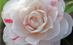 April Dawn Cold Hardy Camellia Japonica - 3 Gallon Pot -Garden Plant Seeds Camellia April Dawn 1