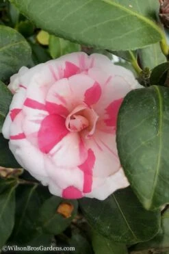 April Dawn Cold Hardy Camellia Japonica - 3 Gallon Pot -Garden Plant Seeds Camellia April Dawn 10