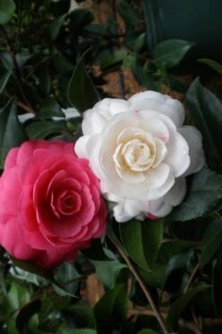 April Dawn Cold Hardy Camellia Japonica - 3 Gallon Pot -Garden Plant Seeds Camellia April Dawn 21