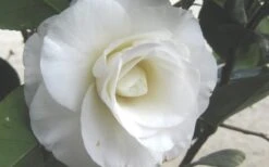 April Snow Camellia Japonica - 3 Gallon Pot -Garden Plant Seeds Camellia April Snow 1