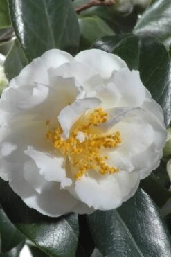 April Snow Camellia Japonica - 3 Gallon Pot -Garden Plant Seeds Camellia April Snow 13