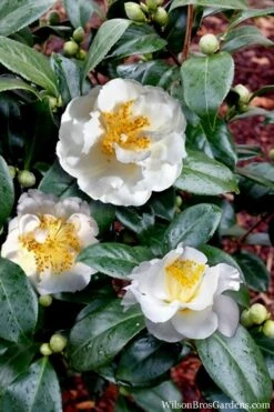 April Snow Camellia Japonica - 3 Gallon Pot -Garden Plant Seeds Camellia April Snow 14