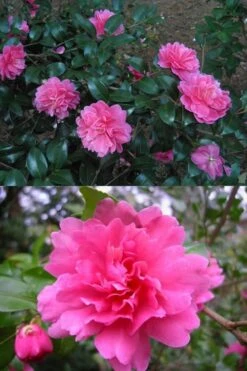 Autumn Spirit Camellia - Hybrid - 3 Gallon Pot 11 Autumn Spirit Camellia - Hybrid - 3 Gallon Pot -Garden Plant Seeds Camellia April Spirit 3
