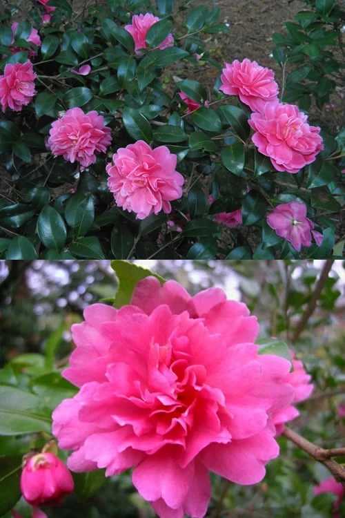 Autumn Spirit Camellia - Hybrid - 3 Gallon Pot 6 Autumn Spirit Camellia - Hybrid - 3 Gallon Pot - Image 4