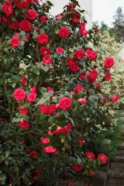 April Tryst Camellia Japonica - 3 Gallon Pot 10 April Tryst Camellia Japonica - 3 Gallon Pot -Garden Plant Seeds Camellia April Tryst 2