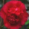 April Tryst Camellia Japonica - 2 Gallon Pot -Garden Plant Seeds Camellia April Tryst 21 1