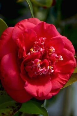April Tryst Camellia Japonica - 2 Gallon Pot 11 April Tryst Camellia Japonica - 2 Gallon Pot -Garden Plant Seeds Camellia April Tryst 3 1
