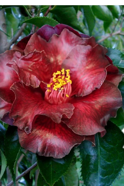 Black Magic Camellia Japonica - 5 Gallon Pot 3 Black Magic Camellia Japonica - 5 Gallon Pot