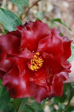 Black Magic Camellia Japonica - 5 Gallon Pot 9 Black Magic Camellia Japonica - 5 Gallon Pot -Garden Plant Seeds Camellia Black Magic 2
