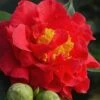 Blood Of China Fragrant Red Camellia Japonica - 3 Gallon Pot -Garden Plant Seeds Camellia Blood Of China 1