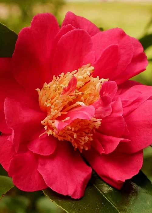 Blood Of China Fragrant Red Camellia Japonica - 3 Gallon Pot 6 Blood Of China Fragrant Red Camellia Japonica - 3 Gallon Pot - Image 4