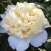 Brushfield Yellow Camellia Japonica - 1 Gallon Pot -Garden Plant Seeds Camellia Brushfield Yellow 11