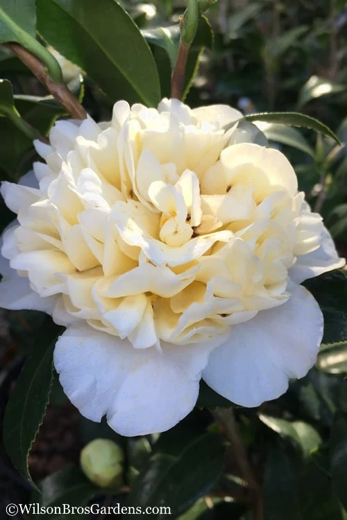 Brushfield Yellow Camellia Japonica - 1 Gallon Pot 3 Brushfield Yellow Camellia Japonica - 1 Gallon Pot