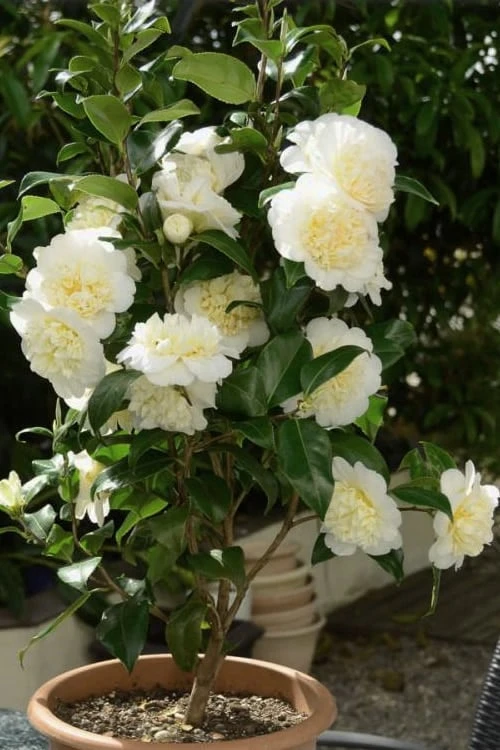 Brushfield Yellow Camellia Japonica - 1 Gallon Pot 7 Brushfield Yellow Camellia Japonica - 1 Gallon Pot - Image 5