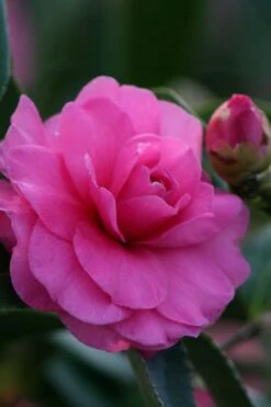 Chansonette Dwarf Weeping Camellia Sasanqua - 1 Gallon Pot -Garden Plant Seeds Camellia Chansonette 2