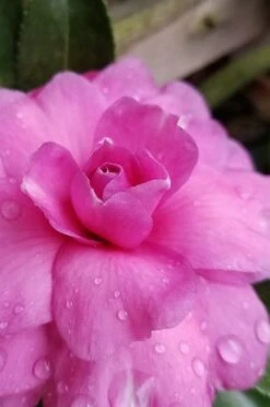 Chansonette Dwarf Weeping Camellia Sasanqua - 1 Gallon Pot -Garden Plant Seeds Camellia Chansonette 3