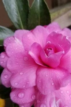 Chansonette Dwarf Weeping Camellia Sasanqua - 1 Gallon Pot -Garden Plant Seeds Camellia Chansonette 4