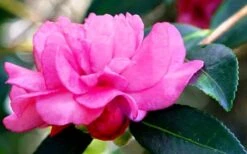 Chansonette Dwarf Weeping Camellia Sasanqua - 1 Gallon Pot -Garden Plant Seeds Camellia Chansonette 5