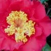 Dr. J.C. Raulston Camellia Japonica - 7 Gallon Pot -Garden Plant Seeds Camellia Dr JC Raulston 10
