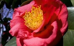 Greensboro Red Camellia Japonica - 3 Gallon Pot -Garden Plant Seeds Camellia Greensboro Red 1