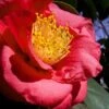 Greensboro Red Camellia Japonica - 3 Gallon Pot -Garden Plant Seeds Camellia Greensboro Red 1 500x750 1