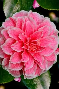 Brilliant Gem Fragrant Camellia Japonica 'Herme' - 1 Gallon Pot -Garden Plant Seeds Camellia Hermes 6