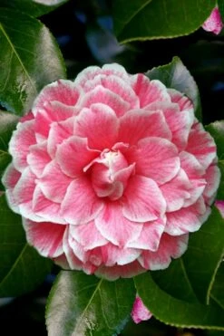 Brilliant Gem Fragrant Camellia Japonica 'Herme' - 1 Gallon Pot -Garden Plant Seeds Camellia Herrmes 4