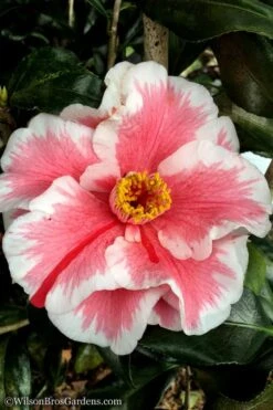 Lady Vansittart Multicolor Camellia Japonica - 6 Pack Of 1 Gallon Pots -Garden Plant Seeds Camellia Lady Vansittart 12 1