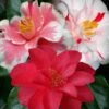 Lady Vansittart Multicolor Camellia Japonica - 6 Pack Of 1 Gallon Pots -Garden Plant Seeds Camellia Lady Vansittart 50 1