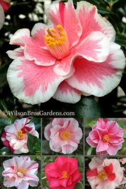 Lady Vansittart Multicolor Camellia Japonica - 2 Gallon Pot 15 Lady Vansittart Multicolor Camellia Japonica - 2 Gallon Pot -Garden Plant Seeds Camellia Lady Vansittart 500x750 1