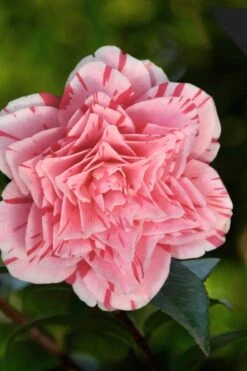 Les Marbury Camellia Japonica - 3 Gallon Pot -Garden Plant Seeds Camellia Les Marbury 3