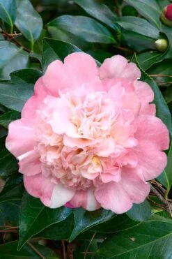 Look Again Camellia Japonica - 3 Gallon Pot -Garden Plant Seeds Camellia Look Again 1