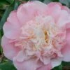 Look Again Camellia Japonica - 3 Gallon Pot -Garden Plant Seeds Camellia Look Again 2