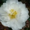 Mine No Yuki Camellia Sasanqua - 1 Gallon Pot -Garden Plant Seeds Camellia Mine No Yuki 20