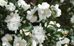 Mine No Yuki Camellia Sasanqua - 1 Gallon Pot 10 Mine No Yuki Camellia Sasanqua - 1 Gallon Pot -Garden Plant Seeds Camellia Mine No Yuki 23