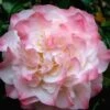 Nuccio's Jewel Camellia Japonica - 3 Gallon Pot -Garden Plant Seeds Camellia Nuccios Jewel 1