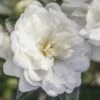 October Magic Bride Camellia - 2 Gallon Pot 2 October Magic Bride Camellia - 2 Gallon Pot -Garden Plant Seeds Camellia October Magic Bride