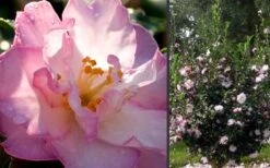 October Magic Orchid Camellia - 1 Gallon Pot -Garden Plant Seeds Camellia October Magic Orchid Flowers 2 1