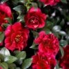 October Magic Ruby Camellia - 2 Gallon Pot -Garden Plant Seeds Camellia October Magic Ruby 20 1