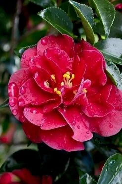October Magic Ruby Camellia - 1 Gallon Pot -Garden Plant Seeds Camellia October Magic Ruby 23 2