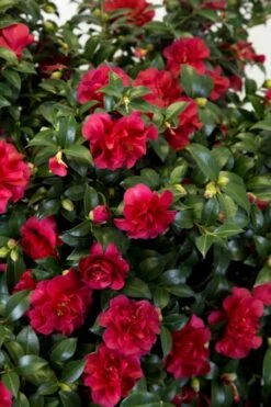 October Magic Ruby Camellia - 2 Gallon Pot 12 October Magic Ruby Camellia - 2 Gallon Pot -Garden Plant Seeds Camellia October Magic Ruby 27 1