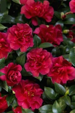 October Magic Ruby Camellia - 2 Gallon Pot 13 October Magic Ruby Camellia - 2 Gallon Pot -Garden Plant Seeds Camellia October Magic Ruby 28 1