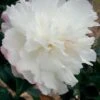 October Magic Snow Camellia - 3 Gallon Pot -Garden Plant Seeds Camellia October Magic Snow 5