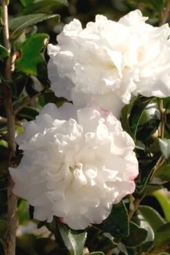 October Magic Snow Camellia - 1 Gallon Pot -Garden Plant Seeds Camellia October Magic Snow 500x750 2